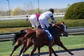 Thoroughbred horse racing at Keeneland race track at spring, Lexington, Kentucky Royalty Free Stock Photo