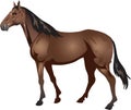 Thoroughbred Horse, Stalion Galop , Animal - Vector Illustration