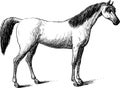 Thoroughbred horse