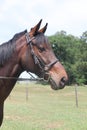 Thoroughbred horse wearing leather bridle