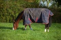 Thoroughbred horse wearing a rug.