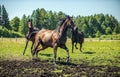 Thoroughbred horses gallop across the meadow