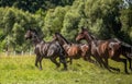 Thoroughbred horses gallop across the meadow