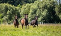 Thoroughbred horses gallop across the meadow