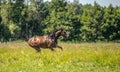 Thoroughbred horses gallop across the meadow