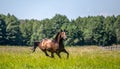 Thoroughbred horses gallop across the meadow