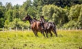 Thoroughbred horses gallop across the meadow