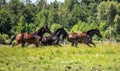 Thoroughbred horses gallop across the meadow