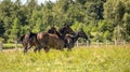 Thoroughbred horses gallop across the meadow