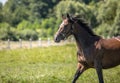 Thoroughbred horses gallop across the meadow