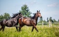 Thoroughbred horses gallop across the meadow