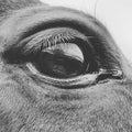 Thoroughbred horses eye Royalty Free Stock Photo