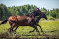 Thoroughbred horses gallop across the meadow