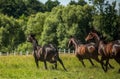 Thoroughbred horses gallop across the meadow