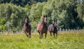 Thoroughbred horses gallop across the meadow