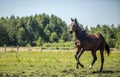 Thoroughbred horses gallop across the meadow