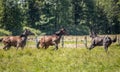 Thoroughbred horses gallop across the meadow