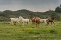 Thoroughbred horses grazing in pasture outdoors in Israel. Rural peacefully landscape Royalty Free Stock Photo