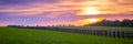 Thoroughbred Horses Grazing at Sunset Royalty Free Stock Photo