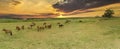 Thoroughbred horses grazing at sunset in a field Royalty Free Stock Photo