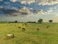 Thoroughbred horses grazing at sunset in a field Royalty Free Stock Photo