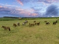 Thoroughbred horses grazing at sunset in a field Royalty Free Stock Photo