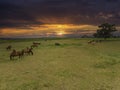 Thoroughbred horses grazing at sunset in a field Royalty Free Stock Photo