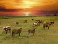 Thoroughbred horses grazing at sunset in a field Royalty Free Stock Photo