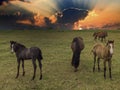 Thoroughbred horses grazing at sunset in a field Royalty Free Stock Photo