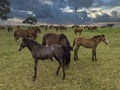 Thoroughbred horses grazing at sunset in a field Royalty Free Stock Photo