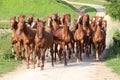 Thoroughbred horses Royalty Free Stock Photo