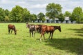 Thoroughbred horses on a Kentucky horse farm Royalty Free Stock Photo