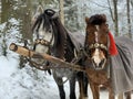 Thoroughbred horses in one harness. Harnessed horses on the background of the winter forest. The sleigh is pulled by a pair of Royalty Free Stock Photo