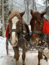 Thoroughbred horses in one harness. Harnessed horses on the background of the winter forest. The sleigh is pulled by a pair of Royalty Free Stock Photo