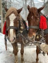 Thoroughbred horses in one harness. Harnessed horses on the background of the winter forest. The sleigh is pulled by a pair of Royalty Free Stock Photo