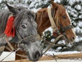 Thoroughbred horses in one harness. Harnessed horses on the background of the winter forest. The sleigh is pulled by a pair of Royalty Free Stock Photo