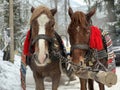 Thoroughbred horses in one harness. Harnessed horses on the background of the winter forest. The sleigh is pulled by a pair of Royalty Free Stock Photo