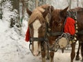 Thoroughbred horses in one harness. Harnessed horses on the background of the winter forest. The sleigh is pulled by a pair of Royalty Free Stock Photo