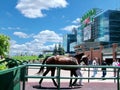 Thoroughbred horses prepare for a race at Woodbine Racetrack