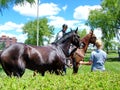 Thoroughbred horses prepare for a race at Woodbine Racetrack