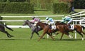 Thoroughbred horses racing in Milan