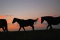 Thoroughbred Horses at sunrise