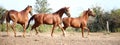 Thoroughbred horses running free Royalty Free Stock Photo