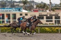 Thoroughbred horses warming up big race