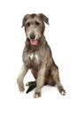 Thoroughbred Irish wolfhound on white Royalty Free Stock Photo