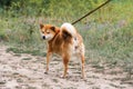 thoroughbred Japanese dog Shiba inu Royalty Free Stock Photo