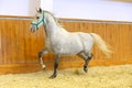 Thoroughbred lipizzan horse canter empty riding hall Royalty Free Stock Photo