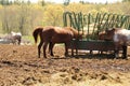 thoroughbred & Mangalargo Marchador Horse (riding horse used worldwide)