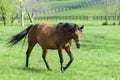 Thoroughbred Mare in a Bluegrass Pasture