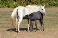 Thoroughbred mare and foal breastfeeding in the field Royalty Free Stock Photo